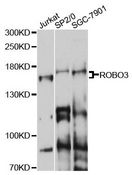 ROBO3 Antibody - Western blot analysis of extracts of various cell lines, using ROBO3 antibody at 1:1000 dilution. The secondary antibody used was an HRP Goat Anti-Rabbit IgG (H+L) at 1:10000 dilution. Lysates were loaded 25ug per lane and 3% nonfat dry milk in TBST was used for blocking. An ECL Kit was used for detection and the exposure time was 60s.
