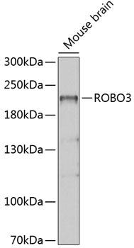 ROBO3 Antibody - Western blot analysis of extracts of Mouse brain using ROBO3 Polyclonal Antibody at dilution of 1:1000.