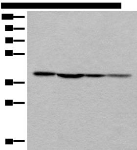 ROM1 Antibody - Western blot analysis of 293T 231 and Hela cell lysates  using ROM1 Polyclonal Antibody at dilution of 1:400