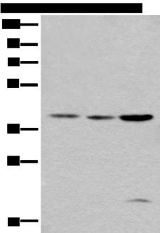 ROM1 Antibody - Western blot analysis of 293T cell lysates  using ROM1 Polyclonal Antibody at dilution of 1:400