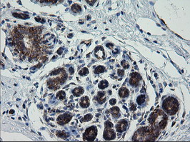 ROMO1 Antibody - IHC of paraffin-embedded Human breast tissue using anti-ROMO1 mouse monoclonal antibody. (Heat-induced epitope retrieval by 10mM citric buffer, pH6.0, 120°C for 3min).