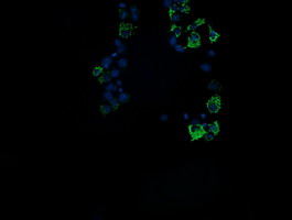 ROMO1 Antibody - Anti-ROMO1 mouse monoclonal antibody immunofluorescent staining of COS7 cells transiently transfected by pCMV6-ENTRY ROMO1.