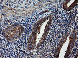 ROMO1 Antibody - IHC of paraffin-embedded Human endometrium tissue using anti-ROMO1 mouse monoclonal antibody. (Heat-induced epitope retrieval by 10mM citric buffer, pH6.0, 120°C for 3min).