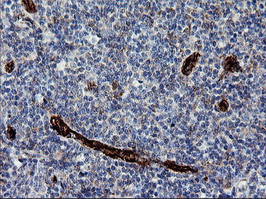 ROMO1 Antibody - IHC of paraffin-embedded Human tonsil using anti-ROMO1 mouse monoclonal antibody. (Heat-induced epitope retrieval by 10mM citric buffer, pH6.0, 120°C for 3min).