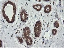 ROMO1 Antibody - IHC of paraffin-embedded Human breast tissue using anti-ROMO1 mouse monoclonal antibody. (Heat-induced epitope retrieval by 10mM citric buffer, pH6.0, 100C for 10min).