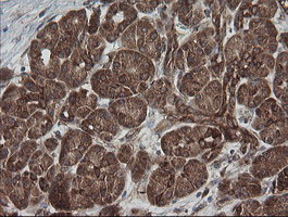 ROMO1 Antibody - IHC of paraffin-embedded Human pancreas tissue using anti-ROMO1 mouse monoclonal antibody. (Heat-induced epitope retrieval by 10mM citric buffer, pH6.0, 100C for 10min).