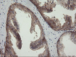 ROMO1 Antibody - IHC of paraffin-embedded Human prostate tissue using anti-ROMO1 mouse monoclonal antibody. (Heat-induced epitope retrieval by 10mM citric buffer, pH6.0, 100C for 10min).