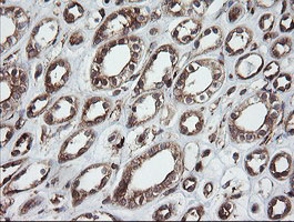 ROMO1 Antibody - IHC of paraffin-embedded Human Kidney tissue using anti-ROMO1 mouse monoclonal antibody. (Heat-induced epitope retrieval by 10mM citric buffer, pH6.0, 100C for 10min).
