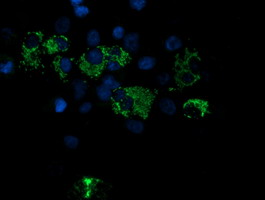 ROMO1 Antibody - Anti-ROMO1 mouse monoclonal antibody immunofluorescent staining of COS7 cells transiently transfected by pCMV6-ENTRY ROMO1.