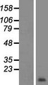 ROMO1 Protein - Western validation with an anti-DDK antibody * L: Control HEK293 lysate R: Over-expression lysate
