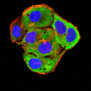 ROP1 Antibody - Immunofluorescence analysis of SMMC-7721 cells using ROP1 mouse mAb (green). Blue: DRAQ5 fluorescent DNA dye. Red: Actin filaments have been labeled with Alexa Fluor- 555 phalloidin. Secondary antibody from Fisher