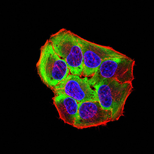 ROP1 Antibody - Immunofluorescence analysis of Hela cells using ROP1 mouse mAb (green). Blue: DRAQ5 fluorescent DNA dye. Red: Actin filaments have been labeled with Alexa Fluor- 555 phalloidin. Secondary antibody from Fisher