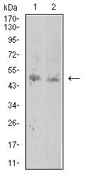 ROP1 Antibody - Western blot analysis using ROP1 mouse mAb against BCBL-1 (1) and Raw264.7 (2) cell lysate.