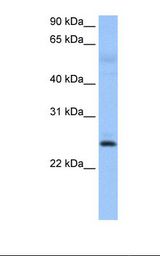 ROPN1 / Ropporin Antibody - Muscle cell lysate. Antibody concentration: 0.5 ug/ml. Gel concentration: 12%.  This image was taken for the unconjugated form of this product. Other forms have not been tested.