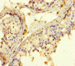 ROPN1 / Ropporin Antibody - Immunohistochemistry of paraffin-embedded human testis tissue using ROPN1 Antibody at dilution of 1:100