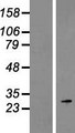 ROPN1 / Ropporin Protein - Western validation with an anti-DDK antibody * L: Control HEK293 lysate R: Over-expression lysate