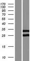 ROPN1B Protein - Western validation with an anti-DDK antibody * L: Control HEK293 lysate R: Over-expression lysate