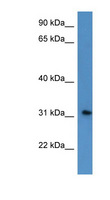 ROPN1L Antibody - ROPN1L antibody Western blot of HepG2 cell lysate.  This image was taken for the unconjugated form of this product. Other forms have not been tested.