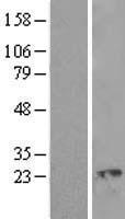ROPN1L Protein - Western validation with an anti-DDK antibody * L: Control HEK293 lysate R: Over-expression lysate