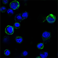 ROR1 Antibody - Confocal immunofluorescence of HEK293 cells transfected with extracellular ROR1 (aa30-406)-hIgGFc using ROR1 mouse monoclonal antibody (green). Blue: DRAQ5 fluorescent DNA dye.