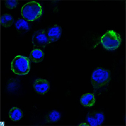 ROR1 Antibody - Confocal Immunofluorescence (IF) analysis of HEK293 cells trasfected with extracellular ROR1 (aa30-406)-hIgGFc using ROR1 Monoclonal Antibody (green). Blue: DRAQ5 fluorescent DNA dye.
