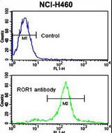 ROR1 Antibody - Flow cytometric of NCI-H460 cells using ROR1 antibody (bottom histogram) compared to a negative control cell (top histogram). FITC-conjugated goat-anti-rabbit secondary antibodies were used for the analysis.