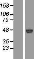 ROR1 Protein - Western validation with an anti-DDK antibody * L: Control HEK293 lysate R: Over-expression lysate
