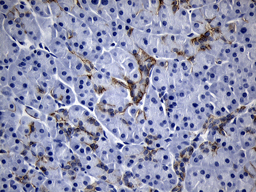ROR2 Antibody - Immunohistochemical staining of paraffin-embedded Human pancreas tissue within the normal limits using anti-ROR2 mouse monoclonal antibody. (Heat-induced epitope retrieval by 1mM EDTA in 10mM Tris buffer. (pH8.5) at 120°C for 3 min. (1:250)