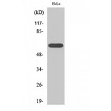 RORA / ROR Alpha Antibody - Western blot of RORalpha antibody
