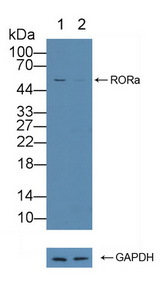 RORA / ROR Alpha Antibody - Knockout Varification: Lane 1: Wild-type PC3 cell lysate; Lane 2: RORa knockout PC3 cell lysate; Predicted MW: 63kd Observed MW: 54kd Primary Ab: 1µg/ml Rabbit Anti-Human RORa Antibody Second Ab: 0.2µg/mL HRP-Linked Caprine Anti-Rabbit IgG Polyclonal Antibody