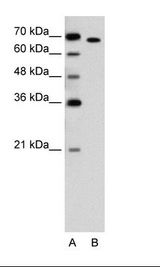 RORA / ROR Alpha Antibody - A: Marker, B: Jurkat Cell Lysate.  This image was taken for the unconjugated form of this product. Other forms have not been tested.