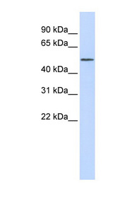 RORA / ROR Alpha Antibody - RORA antibody Western blot of 721_B cell lysate. This image was taken for the unconjugated form of this product. Other forms have not been tested.