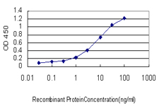 RORA / ROR Alpha Antibody - Detection limit for recombinant GST tagged RORA is approximately 0.3 ng/ml as a capture antibody.