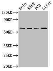 RORA / ROR Alpha Antibody - Positive Western Blot detected in Hela whole cell lysate, K562 whole cell lysate, PC3 whole cell lysate, Mouse liver tissue. All lanes: RORA antibody at 2.7 µg/ml Secondary Goat polyclonal to rabbit IgG at 1/50000 dilution. Predicted band size: 59, 64, 62, 54 KDa. Observed band size: 59 KDa