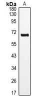 RORA / ROR Alpha Antibody - Western blot analysis of ROR alpha expression in mouse brain (A) whole cell lysates.