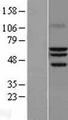 RORA / ROR Alpha Protein - Western validation with an anti-DDK antibody * L: Control HEK293 lysate R: Over-expression lysate