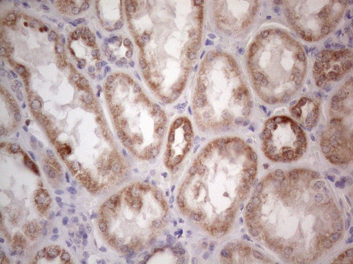 RORB / ROR Beta Antibody - Immunohistochemical staining of paraffin-embedded Human Kidney tissue within the normal limits using anti-RORB mouse monoclonal antibody. (Heat-induced epitope retrieval by 1mM EDTA in 10mM Tris buffer. (pH8.5) at 120°C for 3 min. (1:150)