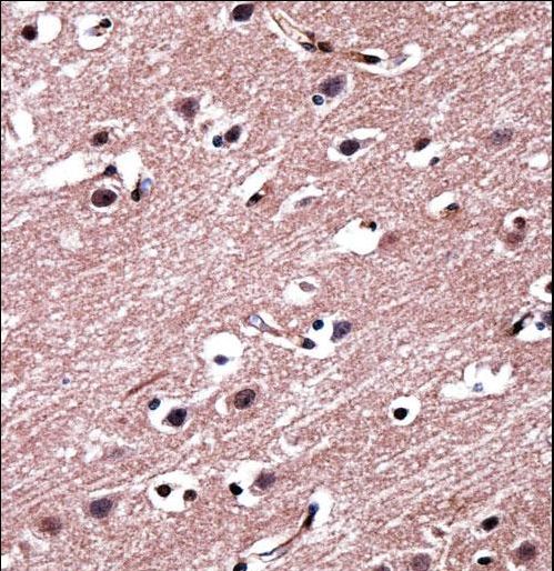 RORB / ROR Beta Antibody - RORB Antibody immunohistochemistry of formalin-fixed and paraffin-embedded human brain tissue followed by peroxidase-conjugated secondary antibody and DAB staining.