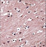 RORB / ROR Beta Antibody - RORB Antibody immunohistochemistry of formalin-fixed and paraffin-embedded human brain tissue followed by peroxidase-conjugated secondary antibody and DAB staining.