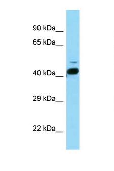 RORB / ROR Beta Antibody - RORB / ROR-BETA antibody Western blot of Mouse Brain lysate. Antibody concentration 1 ug/ml.  This image was taken for the unconjugated form of this product. Other forms have not been tested.