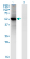 RORB / ROR Beta Antibody - Western Blot analysis of RORB expression in transfected 293T cell line by RORB monoclonal antibody (M01), clone 4B4.Lane 1: RORB transfected lysate (Predicted MW: 52.1 KDa).Lane 2: Non-transfected lysate.