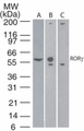RORC / ROR Gamma Antibody - Western blot of ROR