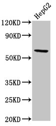 RORC / ROR Gamma Antibody - Western Blot Positive WB detected in: HepG2 whole cell lysate All lanes: RORC antibody at 5.2µg/ml Secondary Goat polyclonal to rabbit IgG at 1/50000 dilution Predicted band size: 59, 56 kDa Observed band size: 59 kDa