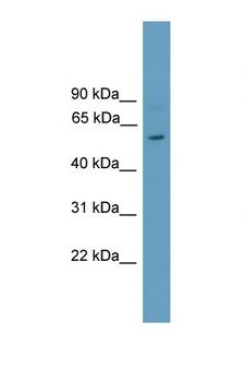 RORC / ROR Gamma Antibody - RORC antibody Western blot of Mouse Heart lysate. Antibody concentration 1 ug/ml. This image was taken for the unconjugated form of this product. Other forms have not been tested.
