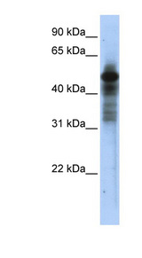 RORC / ROR Gamma Antibody - RORC antibody Western blot of Transfected 293T cell lysate. This image was taken for the unconjugated form of this product. Other forms have not been tested.