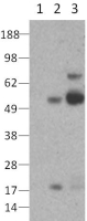 RORC / ROR Gamma Antibody - Lysates prepared from 293 cells (lane 1) and 293 cells transfected with mouse RORgamma cDNA (lane 2) or human RORgamma cDNA (lane 3) under reducing conditions with DTT were resolved by SDS-PAGE then immunoblotted with 4 ug/ml of anti-RORgamma antibody. Bands were visualized using HRP-conjugated anti-mouse IgG.