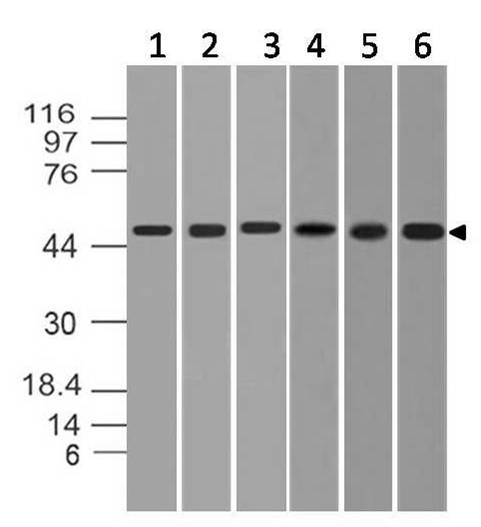 RORC / ROR Gamma Antibody - Fig-1: Western blot analysis of ROR Gamma. Anti-ROR Gamma antibody was used at 6 µg/ml on (1) A431, (2) PANC-1, (3) HepG2, (4) Hela, (5) A375 and (6) h Testis lysates.