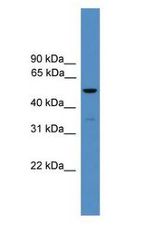 RORC / ROR Gamma Antibody - RORC / ROR Gamma antibody Western Blot of Fetal Brain Lysate.  This image was taken for the unconjugated form of this product. Other forms have not been tested.