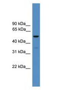 RORC / ROR Gamma Antibody - RORC / ROR Gamma antibody Western Blot of Fetal Brain Lysate.  This image was taken for the unconjugated form of this product. Other forms have not been tested.