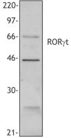 RORC / ROR Gamma Antibody - Western blot analysis of extracts from mouse thymocytes, using anti-RORgammat, Poly6362.